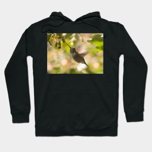 Hummingbird of Mexico Hoodie